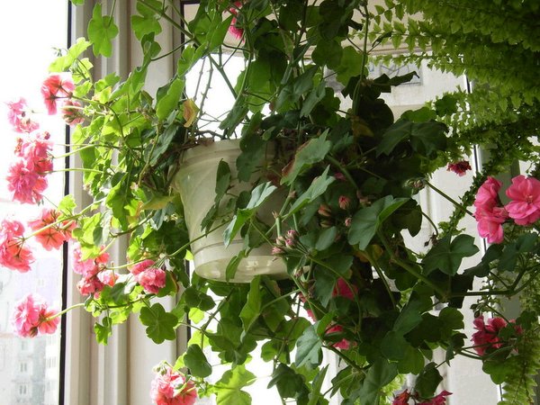 �������ÿ������ռ���ͼƬ�������Ȳ�Ҫ������лл