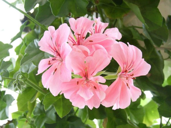 �������ÿ������ռ���ͼƬ�������Ȳ�Ҫ������лл