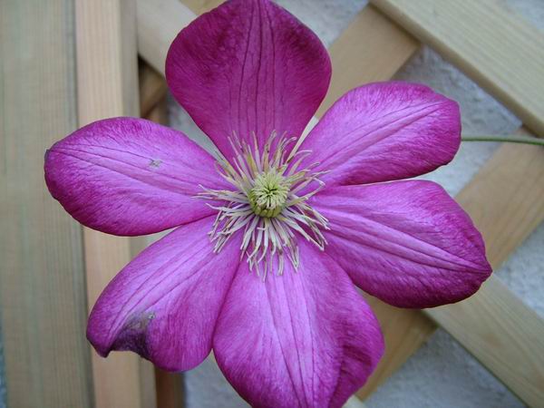 ż�Ļ���ż��Ժ��