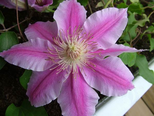 ż�Ļ���ż��Ժ��