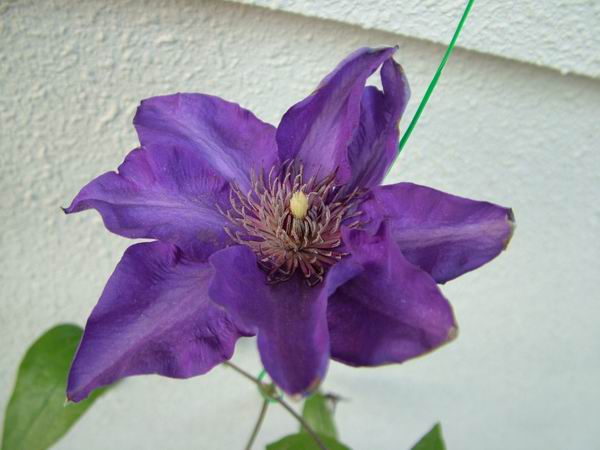 ż�Ļ���ż��Ժ��