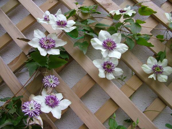 ż�Ļ���ż��Ժ��