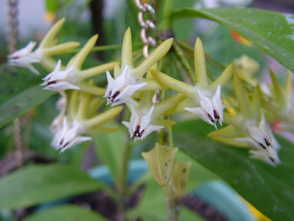 ż�Ļ���ż��Ժ��