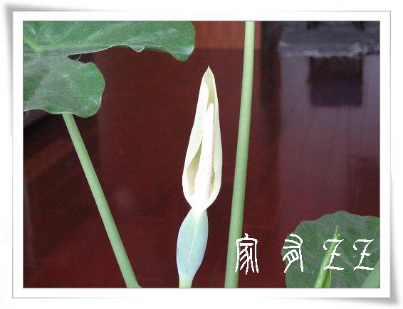 ��ˮ����Ҫ������Ү