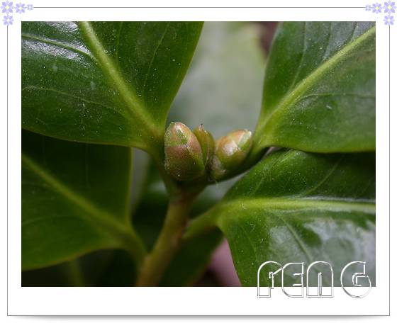 ��ô��軨�ͳ���������һ�����٣�