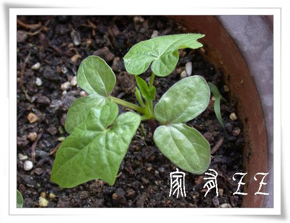 ǣţ���ӷ�ѿ