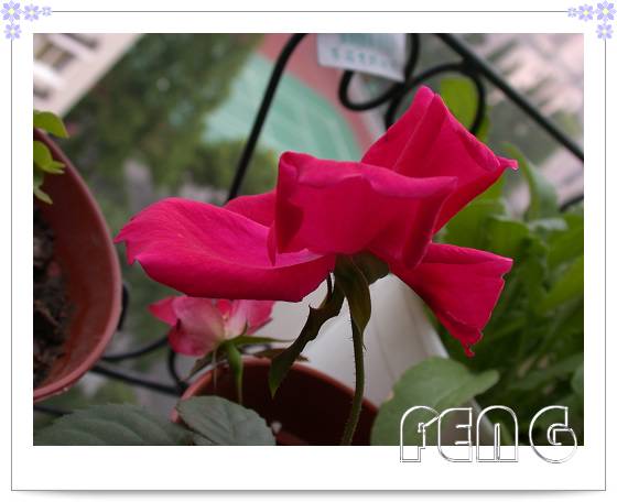 ���������¼��� ���ڶ��仨��