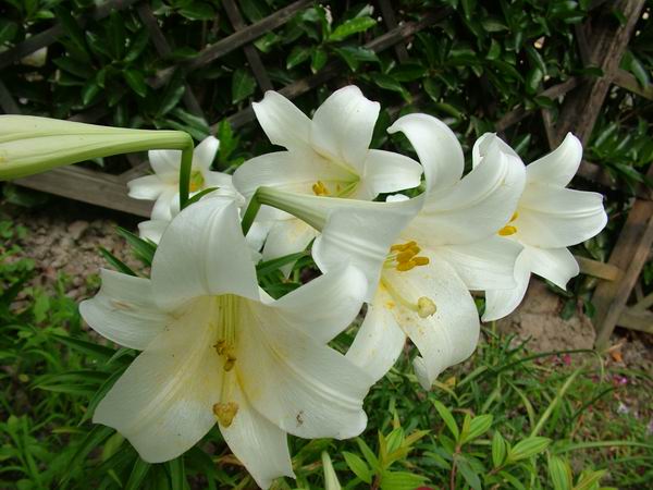 ż�Ļ���ż��Ժ��