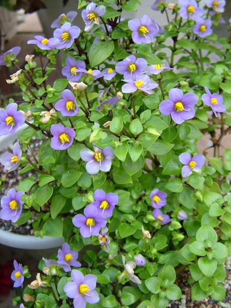 ż�Ļ���ż��Ժ��