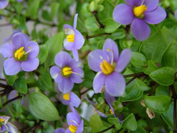 ż�Ļ���ż��Ժ��