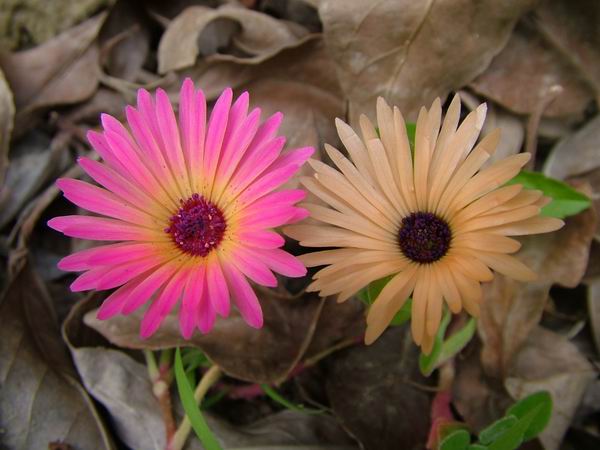 ż�Ļ���ż��Ժ��