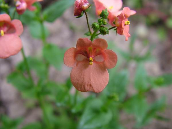 ż�Ļ���ż��Ժ��