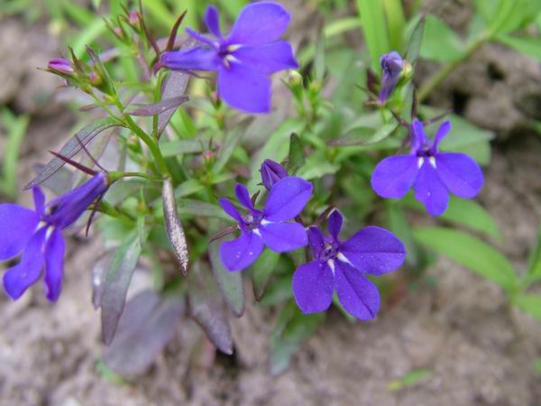 ż�Ļ���ż��Ժ��