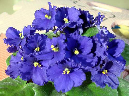 [����]ʢ������ɫ