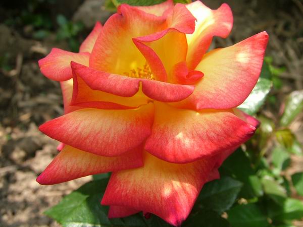 ż�Ļ���ż��Ժ��