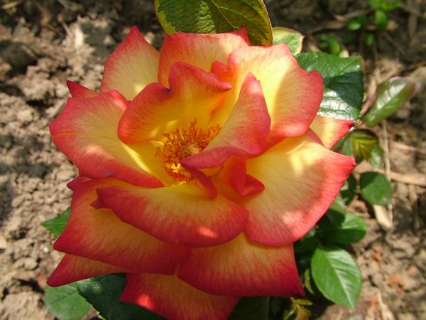 ż�Ļ���ż��Ժ��