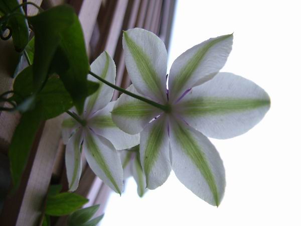 ż�Ļ���ż��Ժ��