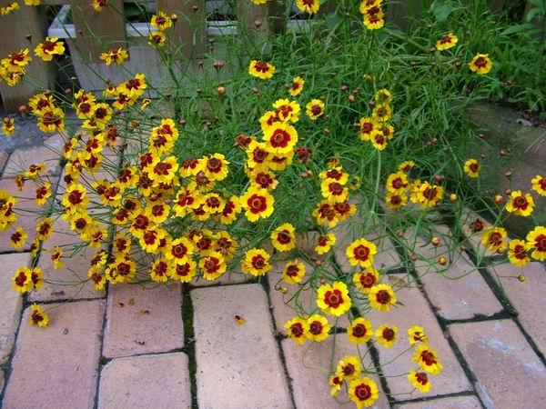 ż�Ļ���ż��Ժ��