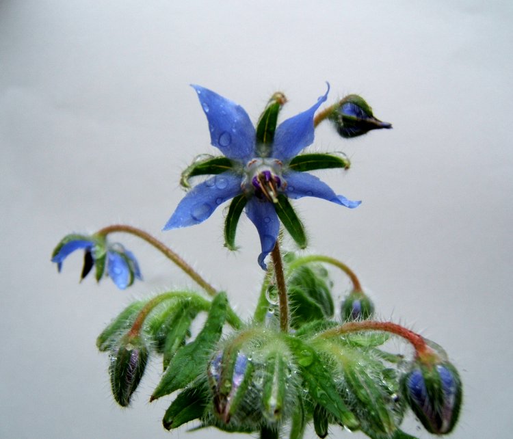 ��������~~�ذ꺵����,P4�����Ŀ���