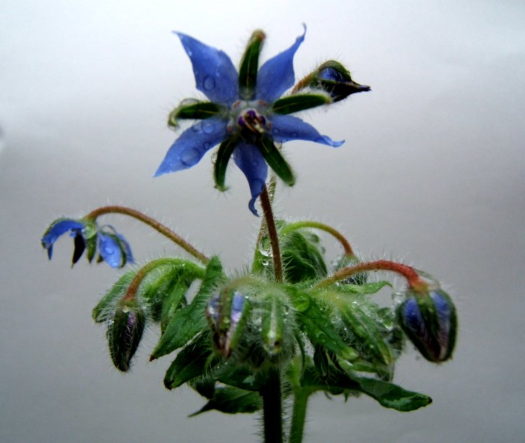 ��������~~�ذ꺵����,P4�����Ŀ���