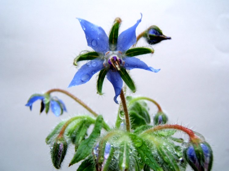 ��������~~�ذ꺵����,P4�����Ŀ���