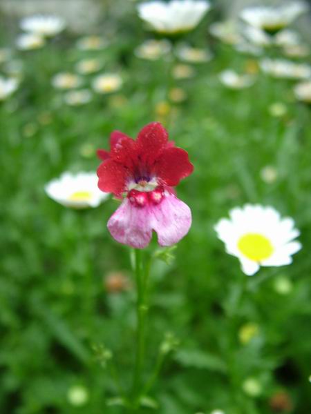 ż�Ļ���ż��Ժ��