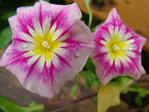 ż�Ļ���ż��Ժ��