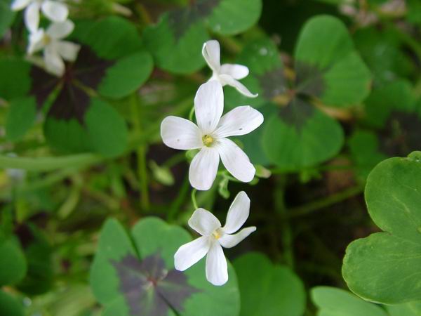 ż�Ļ���ż��Ժ��