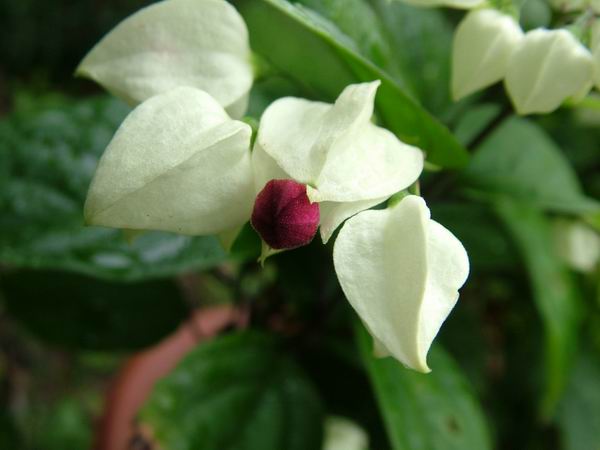 ż�Ļ���ż��Ժ��