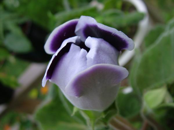 ż�Ļ���ż��Ժ��