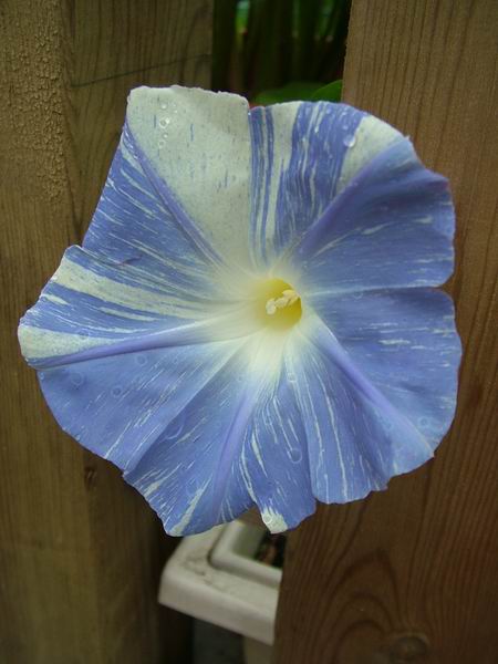 ż�Ļ���ż��Ժ��