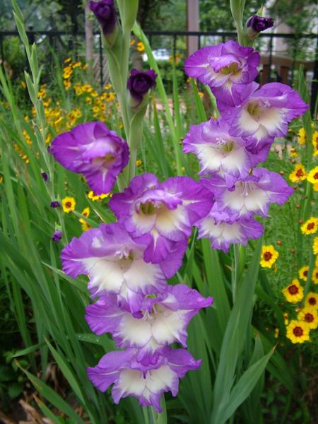 ż�Ļ���ż��Ժ��