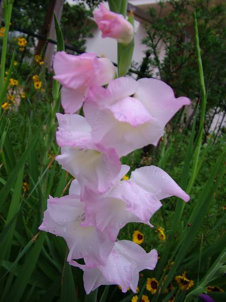 ż�Ļ���ż��Ժ��