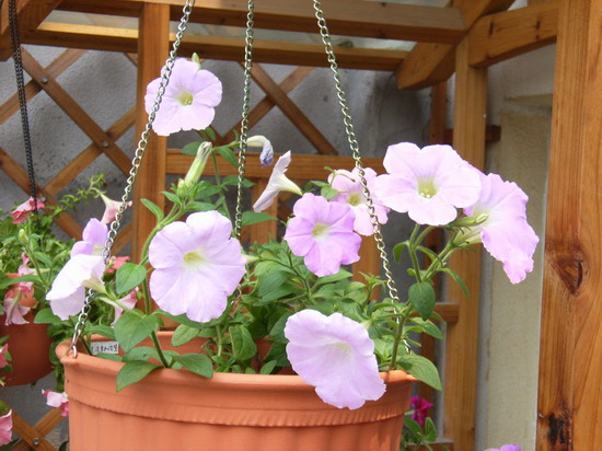 6��15��  ���Ĳ�ľ�� P15  ����   *-*����Ļ�԰*-*