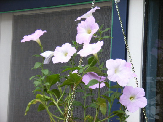 6��15��  ���Ĳ�ľ�� P15  ����   *-*����Ļ�԰*-*