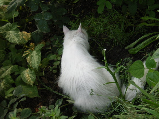 6��15��  ���Ĳ�ľ�� P15  ����   *-*����Ļ�԰*-*