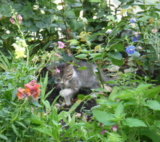 6��15��  ���Ĳ�ľ�� P15  ����   *-*����Ļ�԰*-*