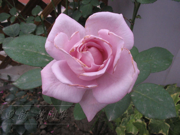 ���伯------�ҵ��¼���԰