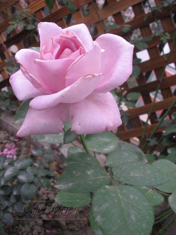 ���伯------�ҵ��¼���԰