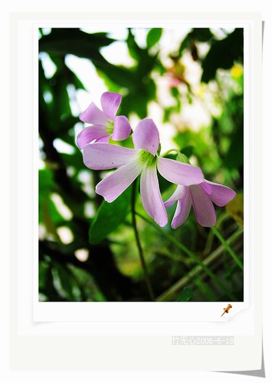 ��Ҷ������