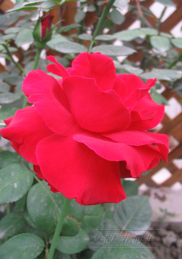 ���伯------�ҵ��¼���԰