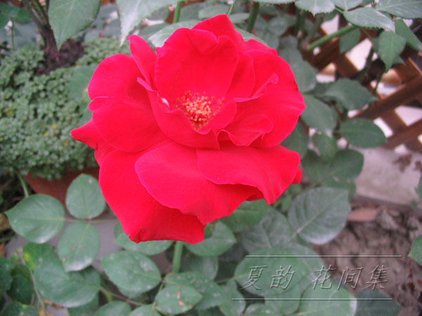 ���伯------�ҵ��¼���԰