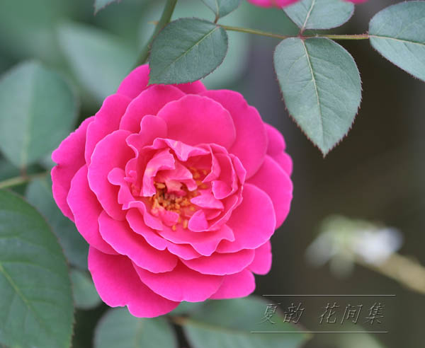 ���伯------�ҵ��¼���԰