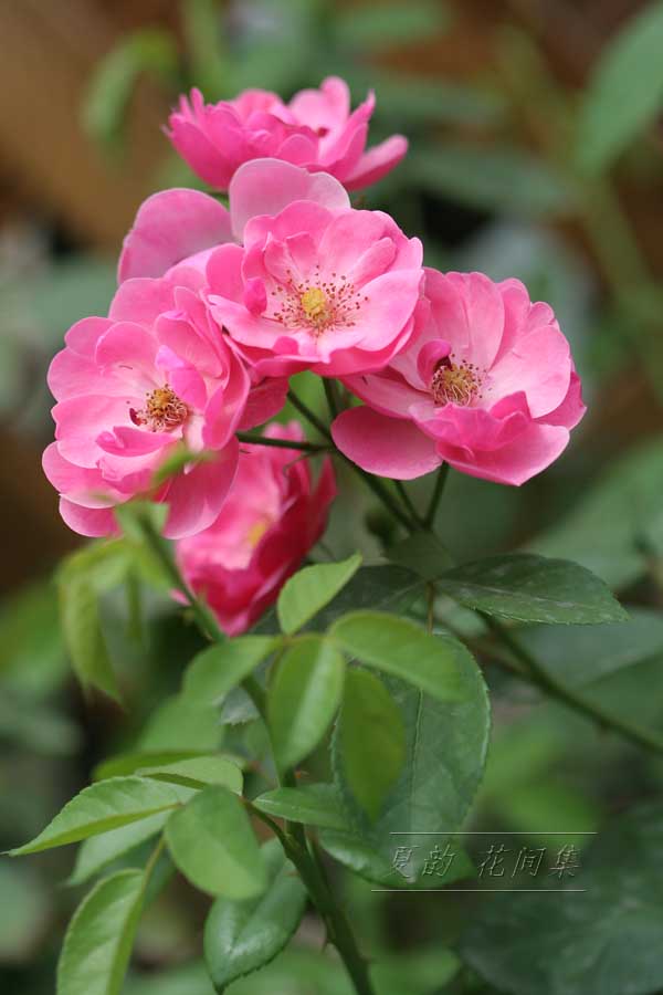 ���伯------�ҵ��¼���԰