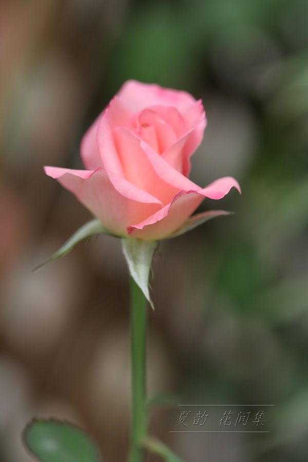 ���伯------�ҵ��¼���԰