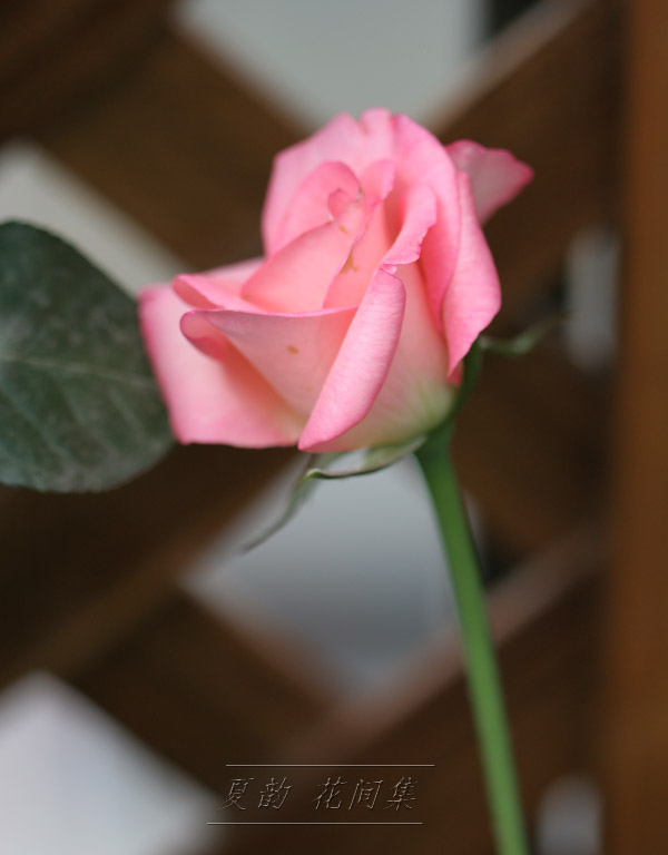 ���伯------�ҵ��¼���԰