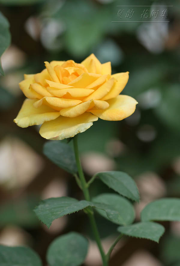 ���伯------�ҵ��¼���԰