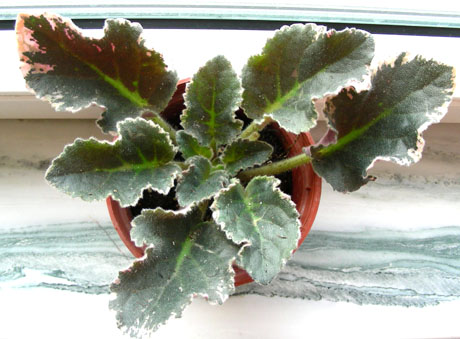 ����Ů�~�ý���