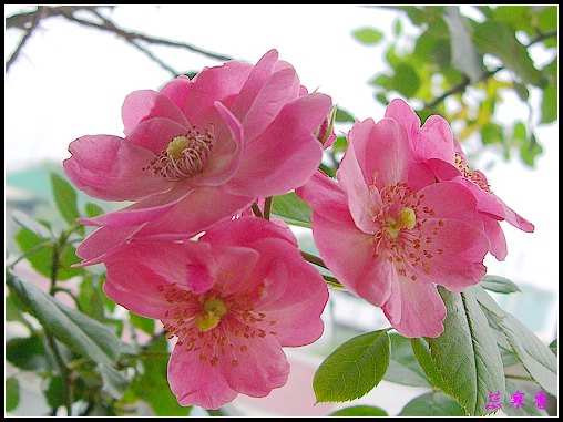 ��������¼���԰:XYP,��ݮ,����������������