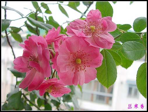 ��������¼���԰:XYP,��ݮ,����������������